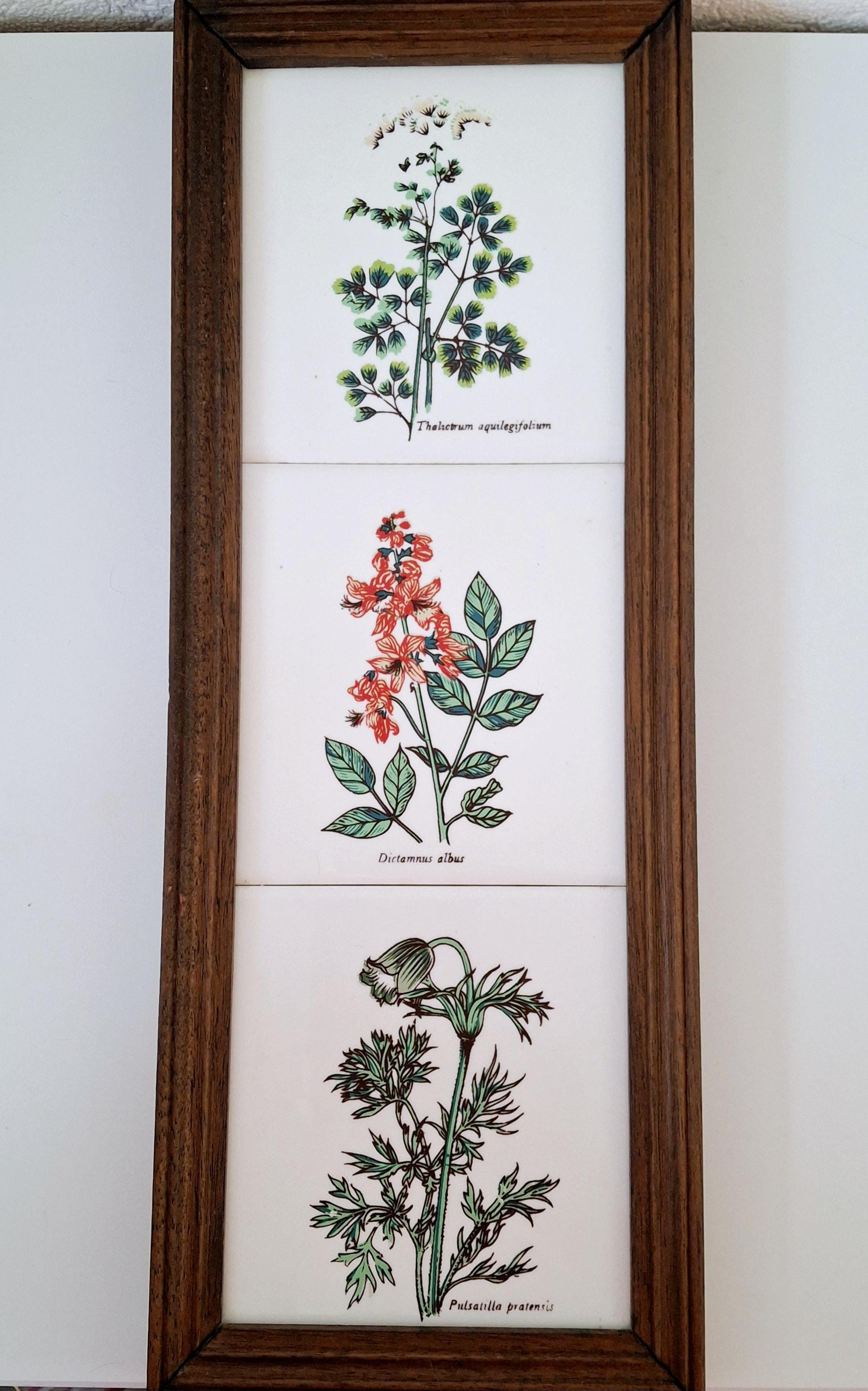 Set of three framed herbal tiles with Latin names