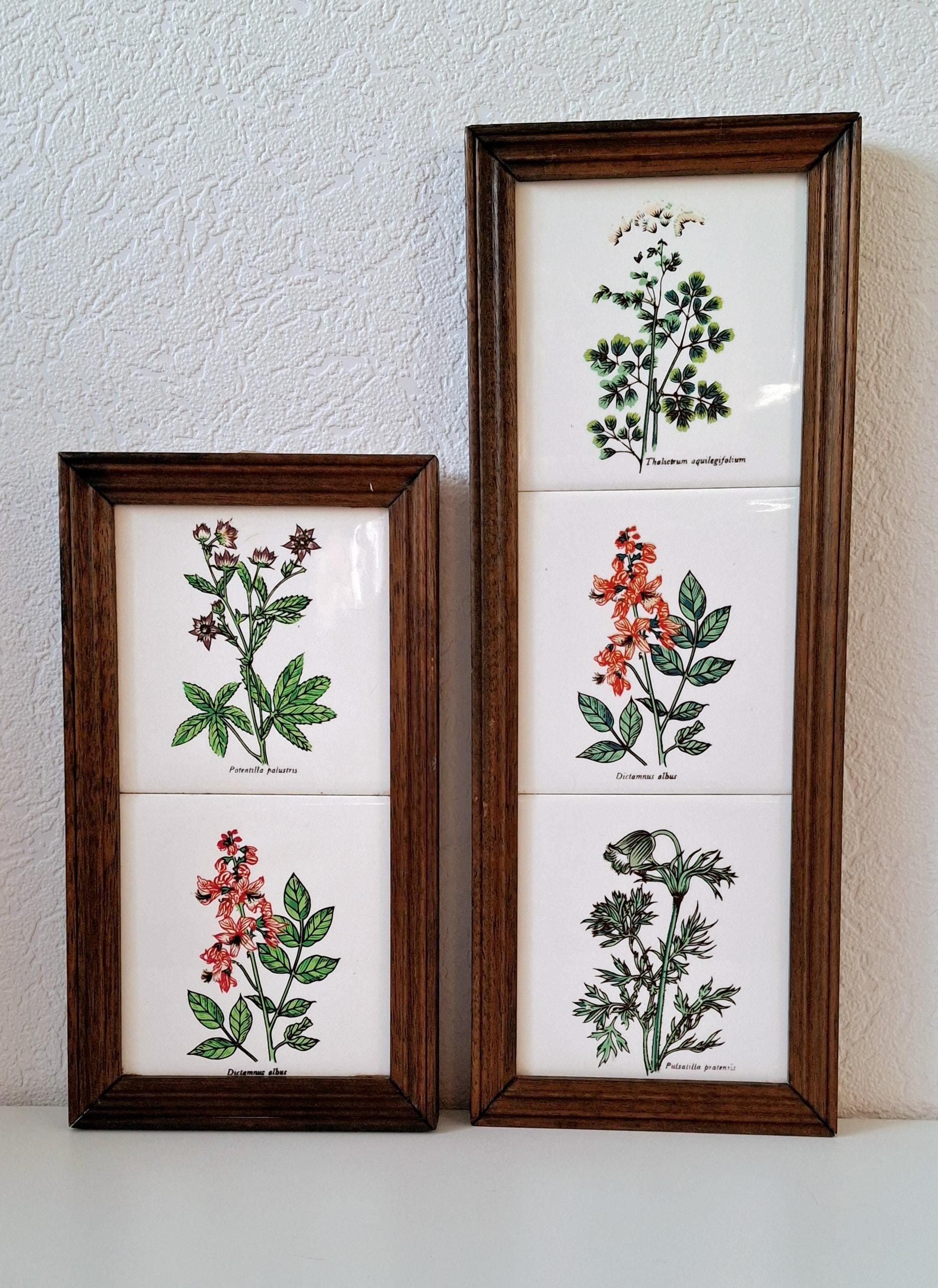 Set of three framed herbal tiles with Latin names