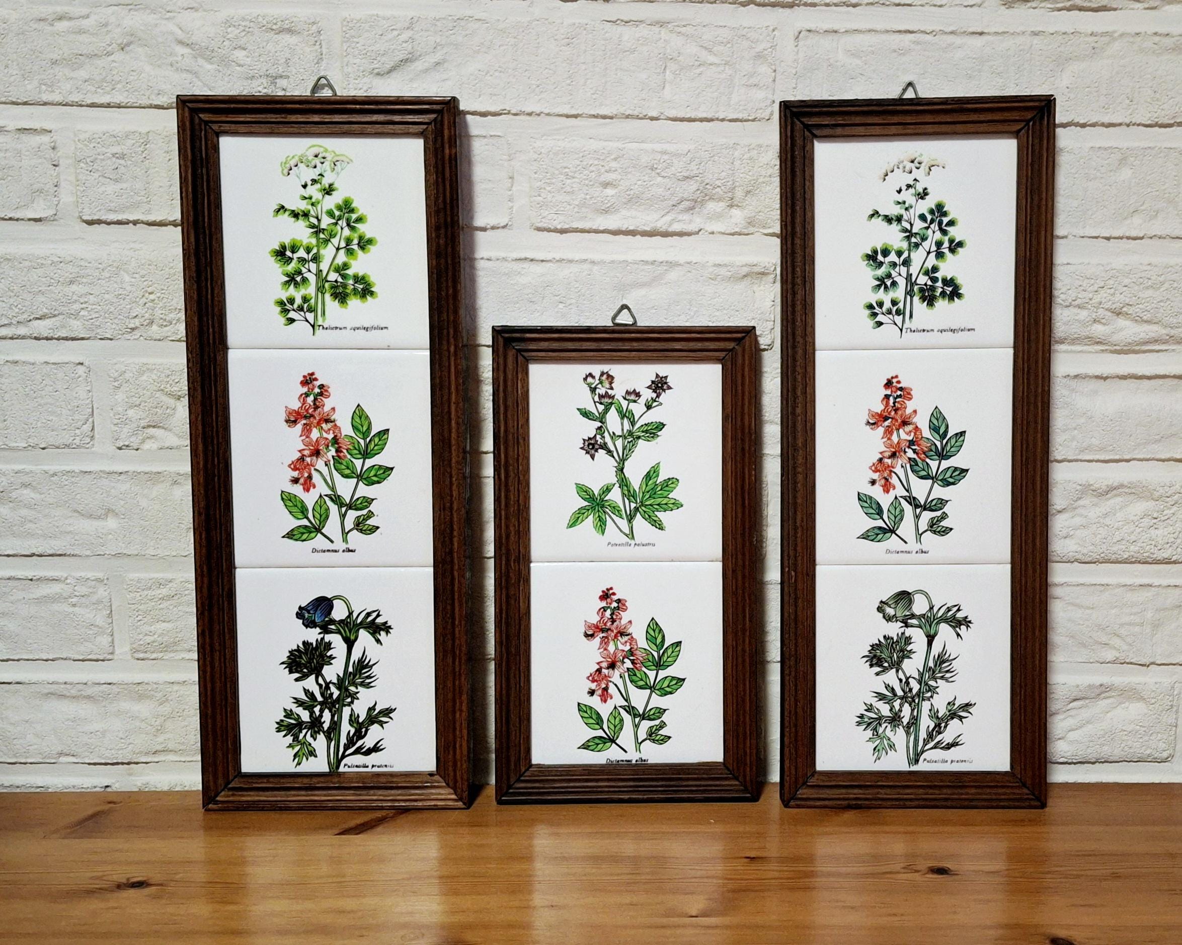 Set of three framed herbal tiles with Latin names