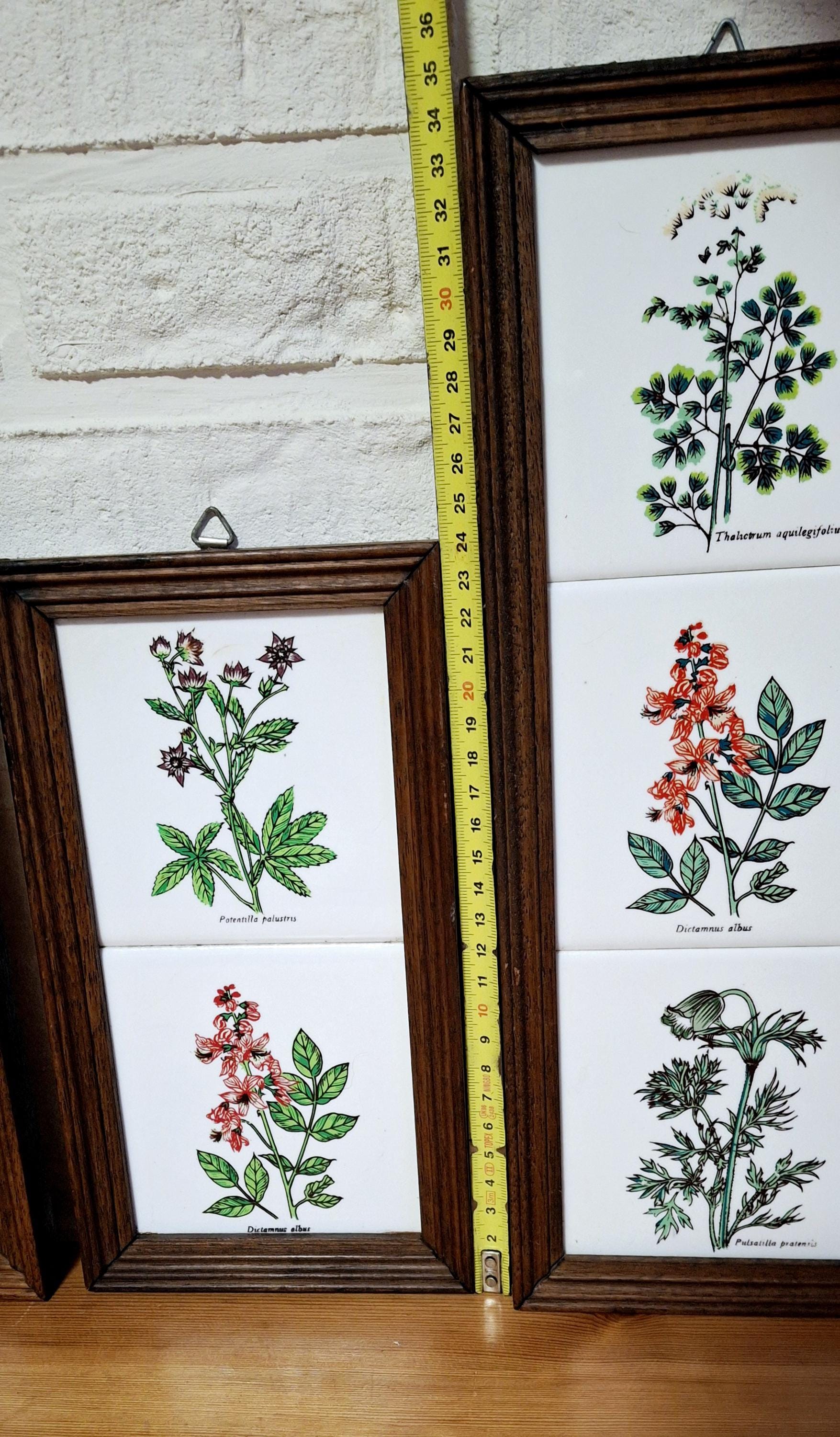 Set of three framed herbal tiles with Latin names